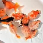 金魚／国産ピンポンパール 10匹