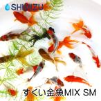 ショッピング金魚 金魚／すくい金魚MIX　SMサイズ　5匹