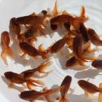 金魚／茶金 1匹