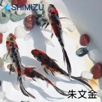 金魚／朱文金 10匹