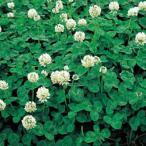 根粒菌の通販 価格比較 価格 Com