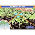 接木用資材ジョインホルダー1.4の選び方と使い方