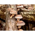 【きのこ種駒】キノックス　中低温種「しいたけS32号」種駒　500駒入り　★販売期間は10月〜5月までとなります