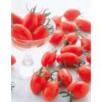 【トマト用】ミニトマト　　アイコ用　　ＦＧ袋（防曇袋）　スタンドパック　100枚　★代引き不可