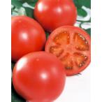 【トマト種子】サカタ交配　りんか409　PRIMAX  小袋　★新タネ切替えの12月以降のお届け予定