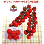 【ミニトマト種子】渡辺採種場　「CFプチぷよII」（ぷちぷよ）　小袋7粒　　★新タネ11月以降のお届けよ予定