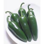 【ピーマン種子】タキイ交配　こどもピーマン「ピー太郎（ピー太郎）」DF小袋（27粒）　★新タネは種子切り替えの12月以降のお届を予定