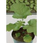 【ナスの台木種子】タキイ種苗　トナシム（ハイダッシュシード）100粒　PVP登録品種★有効期限1〜2か月　★12月以降のお届を予定