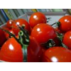  высота сахар раз мини помидоры ~ красота ~1kg