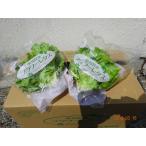  префектура Аичи производство водная культура lettuce 10 ввод 