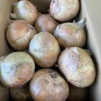 愛知・静岡産 訳あり 新玉ねぎ 3L又は2Lサイズ 約10kg