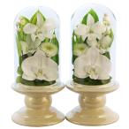  искусство four season *. цветок Mini. бабочка орхидея Mini glass ( белой серии )[ на дизайн 2 шт SET] консервированный цветок 