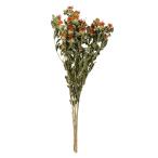  Tokyo .(Tokyodo) сухой цветок . цветок натуральный orange длина примерно 50~55cm DN000018-zzz