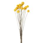  Tokyo .(Tokyodo) сухой цветок способ. цветок bi Lee кнопка большой маленький ассортимент примерно L40cm 15 шт. входит DN000049-zzz