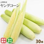 ヤングコーン 朝採れ 新鮮 ベビーコ