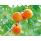 a.. Shinshu сауэр 