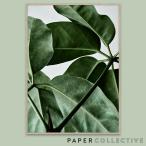 PAPER COLLECTIVE GREEN HOME 01 グリーンホーム01 50x70cm ペーパーコレクティブ Riikka Kantinkoski 葉 観葉植物 ポスター 北欧 インテリア