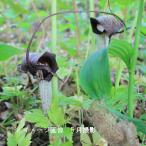 ウラシマソウ　10.5cmポット苗　 山野草/浦島草/天南