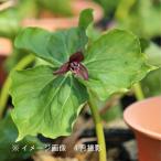 (2ポット)エンレイソウ　10.5cmポット苗2ポットセット　 山野草/延齢…