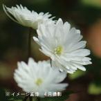  белый цветок . -слойный ..kik The kiichige снег рука .9~10.5cm pot рассада редкий вид /*.. наземный часть нет 