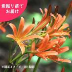 キツネノカミソリ素掘り苗20球球根...