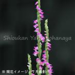 (1ポット)ネジバナ　7.5〜9cmポット苗　山野草/捩花/※6/7葉が展開中