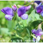ハマエンドウ　9cmポット苗　 山野草/耐寒性多年草/浜豌豆/※今季開花終了…