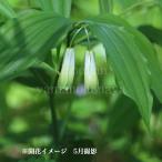 ホウチャクソウ　9〜10.5cmポット苗　 山野草/耐寒性多年草/宝鐸草/※…