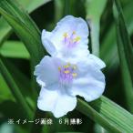 (2 pot ) purple tsuyuksa white flower 10.5cm pot seedling 2 pot set . root ./ tiger te ska ntia/*5/18 leaf . development middle 