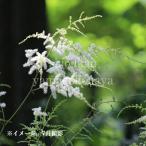 ヤマブキショウマ　10.5cmポット苗　 山野草/耐寒性多年草/山吹升麻/※…