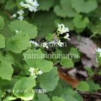 ユリワサビ　7.5〜9cmポット苗　 山菜苗/耐寒性多年草/サラダワサビ/※…
