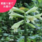 (5株)オオウバユリ　素掘り苗5株　 山野草/大姥百合/※入荷済み