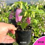 赤花姫ホタルブクロ9cmポット苗矮...