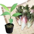 (2ポット)晩生ミョウガ　9cmポット苗2ポットセット　 山菜苗/耐寒性多年草/秋茗荷/※5/7芽吹き始め