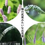 山野草セット： 猫の尻尾みたいなお花達 4種各1ポットセット　【蝦夷イブキト…