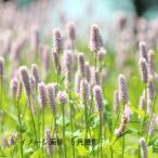 エゾイブキトラノオ　9cmポット苗　 初夏咲き山野草/耐寒性多年草/ビストル…