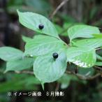ハナイカダ　10.5ｃｍポット雄雌無選別1本植え苗　 樹高20ｃｍ前後/山菜…