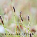 ヒメカンスゲ　10.5cmポット苗　 山野草/耐寒性多年草/※9/5葉が展開中
