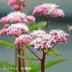 ヒヨドリバナ 赤花系　9〜10.5cmポット苗　 山野草/耐寒性多年草/鵯花…