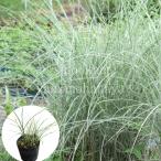 (20ポット)斑入りイトススキ モーニングライト　10.5cmポット苗20ポットセット　 糸葉薄/※休眠 地上部無し