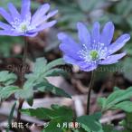 青花キクザキイチゲ　9cmポット苗　 1〜2芽植え/菊咲一華/菊咲一輪草/ア…