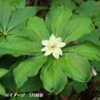 キヌガサソウ　10.5cmポット苗　 山野草/耐寒性多年草/2026年春開花見込み苗/再入荷/※5/7葉が展開中