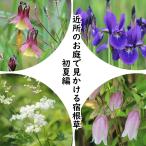 宿根草セット：近所のお庭で見かける...