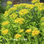 (5ポット)キリンソウ　9cmポット苗5ポットセット　 山野草/耐寒性多年草…