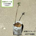 (2ポット)コシアブラ 不織布ポット苗2ポットセット 樹高10〜30cm/山菜苗/漉油/※5/7芽吹き始め