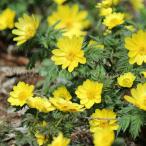 ミチノクフクジュソウ　10.5cmポット苗　 2芽植え/希少種/春咲き山野草…