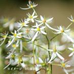 ミヤマダイモンジソウ　9〜10.5cmポット苗　 山野草/耐寒性多年草/大文…