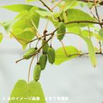 (1ポット) ミヤママタタビ 10.5cmポット実付き雌木苗【希少】※7/4実が生っています