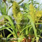 コウボウムギ　9cmポット苗　 山野草/耐寒性多年草/弘法麦/※5/23葉が…