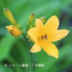 (100ポット)ニッコウキスゲ　10.5cmポット苗100ポット